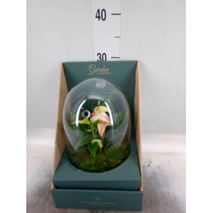 Arr.  Anthurium H%