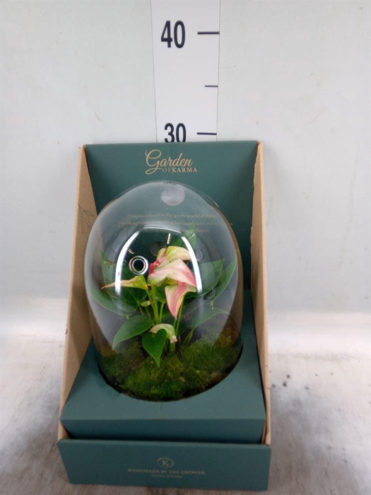 <h4>Arr.  Anthurium H%</h4>
