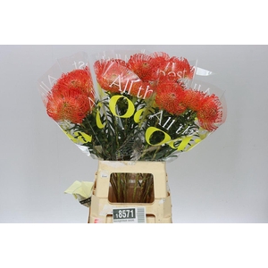 Leucospermum Succession