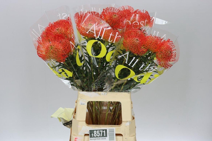 <h4>Leucospermum Succession</h4>