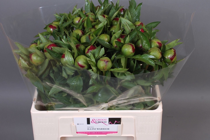 <h4>Paeonia Illini Warrior</h4>