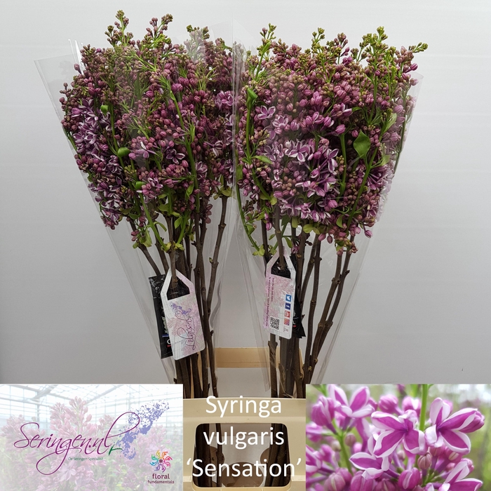 <h4>SYR V SENSATION</h4>