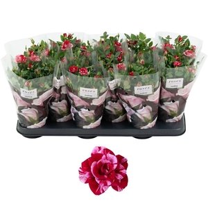 Nolina Special Roses Ø 10.5 cm Gigi