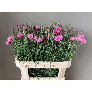 Centaurea Cyanus Rose