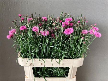 <h4>Centaurea Cyanus Rose</h4>