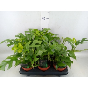 Rhaphidophora tetrasperma