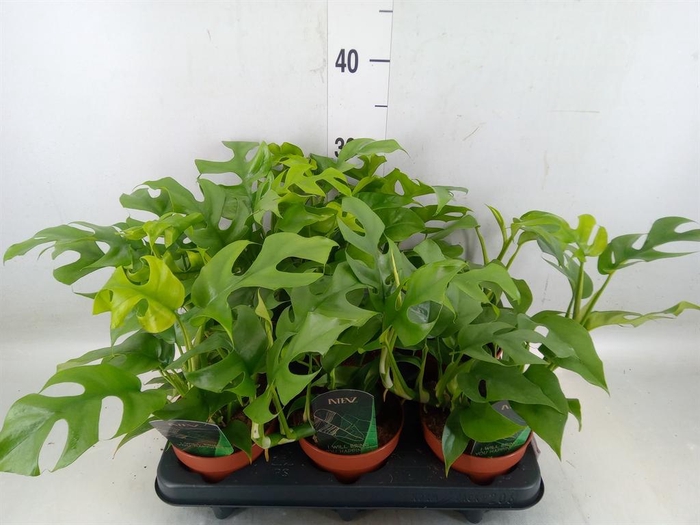 <h4>Rhaphidophora tetrasperma</h4>