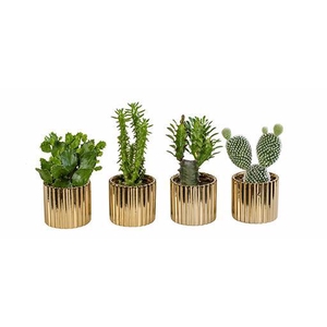 CACTUS MIX P6 L 66257