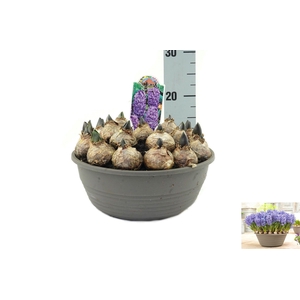 Hyacinthus Blue Star