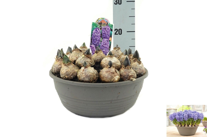 <h4>Hyacinthus Blue Star</h4>