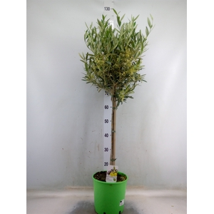 Olea europaea