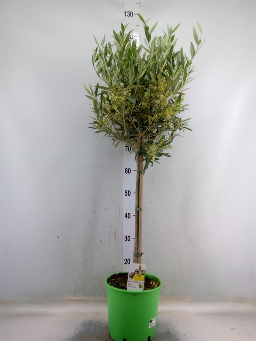<h4>Olea europaea</h4>
