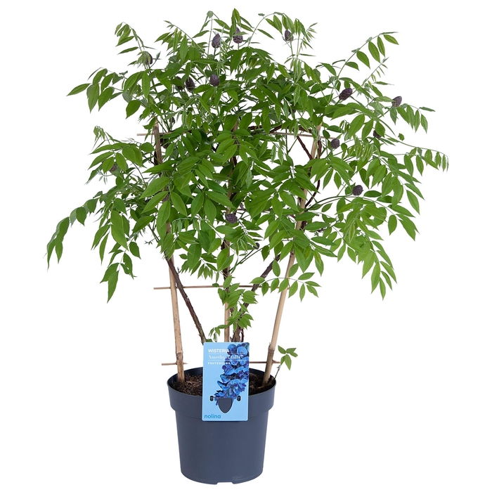 <h4>Nolina Wisteria Ø 19 cm Amethyst Falls™</h4>