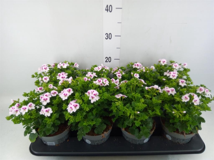 <h4>Pelargonium gran.   ..</h4>