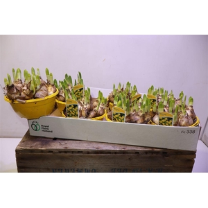 arr8 Narc O Tete A Tete