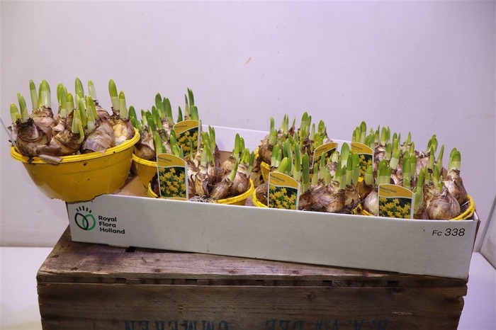 <h4>arr8 Narc O Tete A Tete</h4>