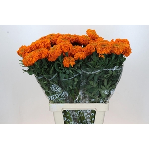Tagetes Marigold Promise Orange