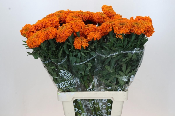 <h4>Tagetes Marigold Promise Orange</h4>