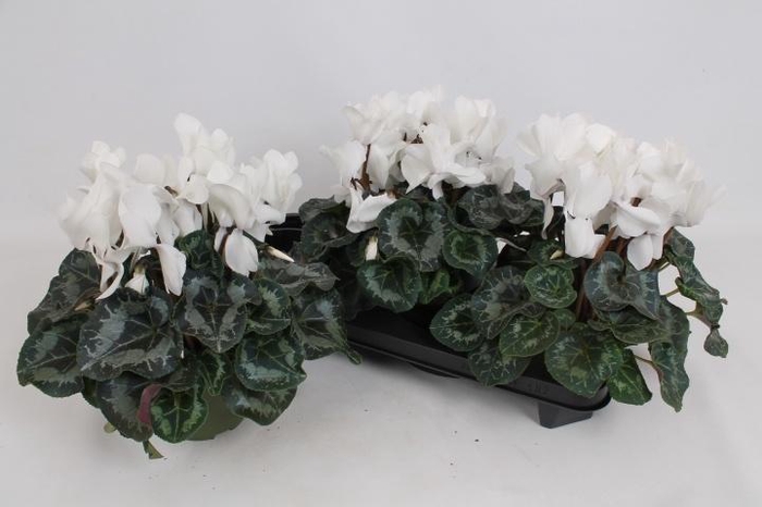 <h4>CYCL GR SUP MAMMOTH</h4>