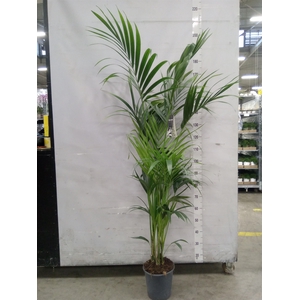 Howea forsteriana