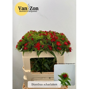 DI BARB BARBARELLA SCHARLAKEN