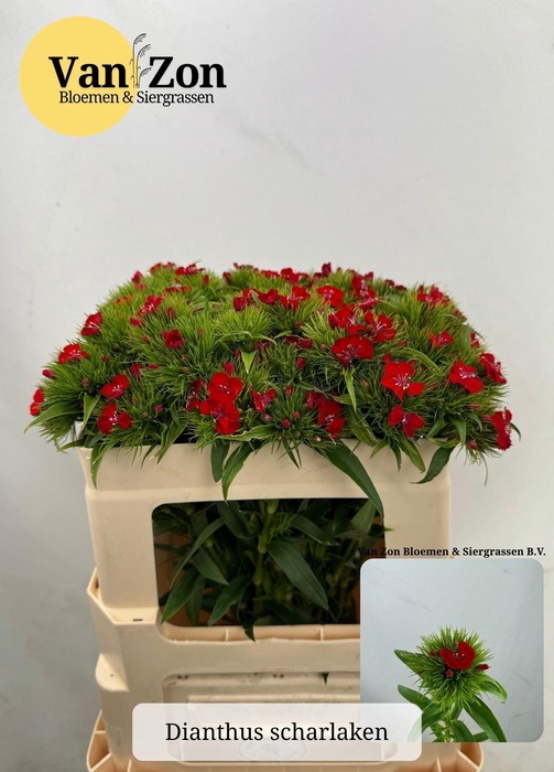 <h4>DI BARB BARBARELLA SCHARLAKEN</h4>