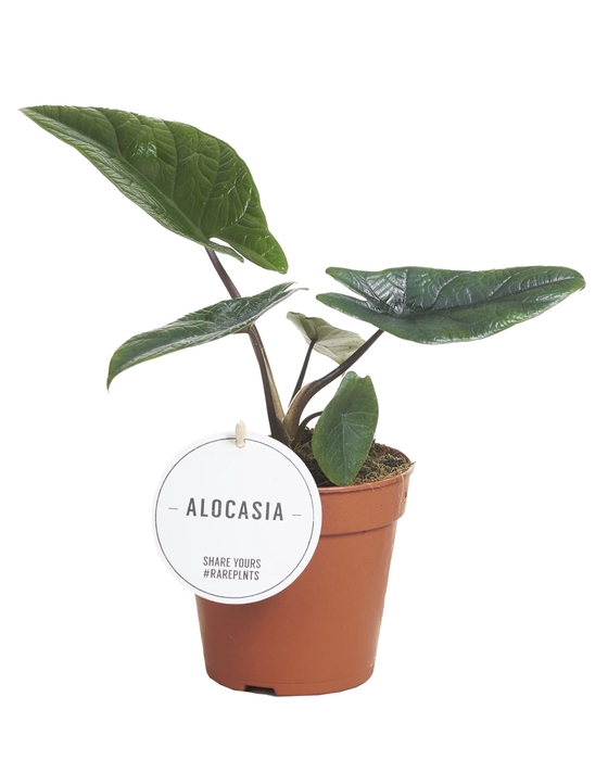 Alocasia