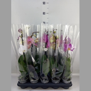 Phalaenopsis   ...mix  5