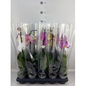Phalaenopsis   ...mix  5