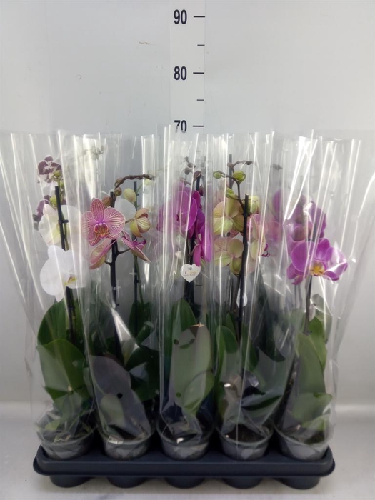 <h4>Phalaenopsis   ...mix  5</h4>
