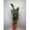 Zamioculcas zamiifolia
