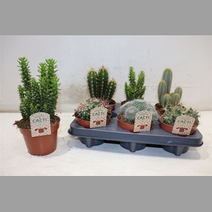 Cactus Gem