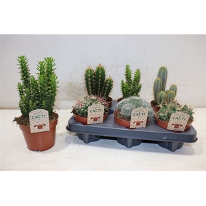 Cactus Gem
