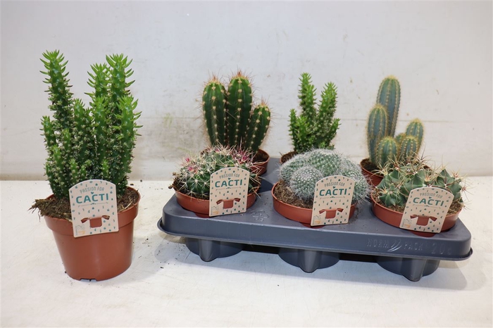 <h4>Cactus Gem</h4>