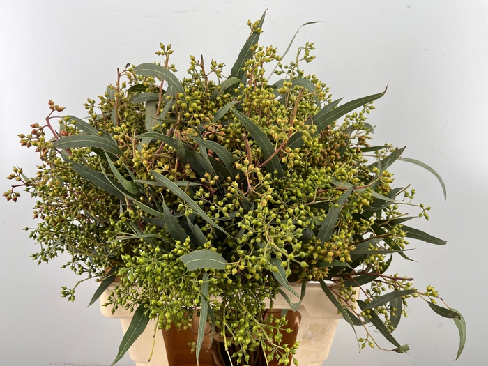 <h4>EUC EXOTICA BS</h4>