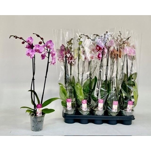 PHAL GEM