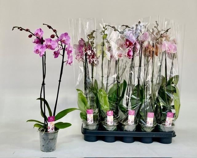 <h4>PHAL GEM</h4>