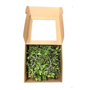 Steeneik Naturel X Box