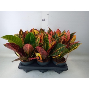 Codiaeum var. GR 'Petra'