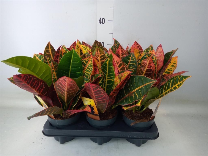 <h4>Codiaeum var. GR 'Petra'</h4>