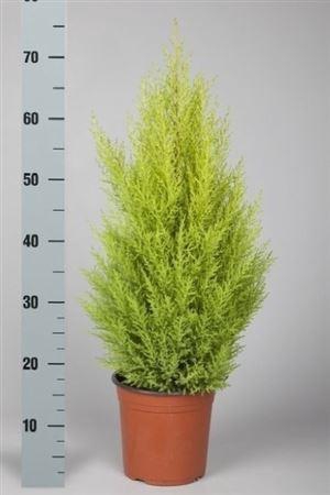 arr8 Cupr Ma Goldc Wilma