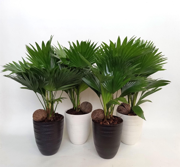 <h4>Livistona rotundifolia</h4>
