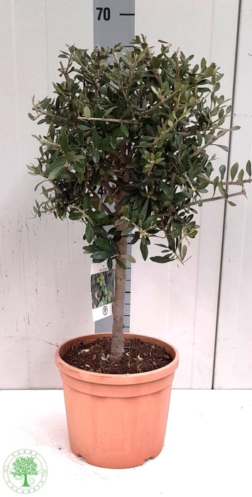 <h4>OLEA EUROPAEA</h4>