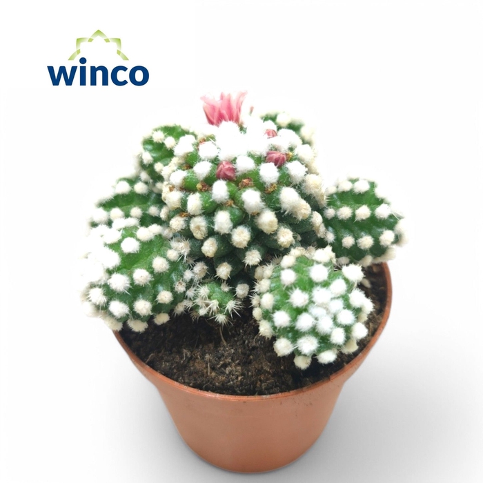 <h4>Mammillaria Gracilis Snowcap (Flowering)</h4>