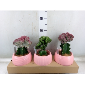 Euphorbia   ...mix