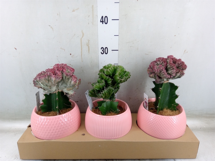 <h4>Euphorbia   ...mix</h4>