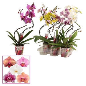 Phalaenopsis hurricane mix (Scenza)