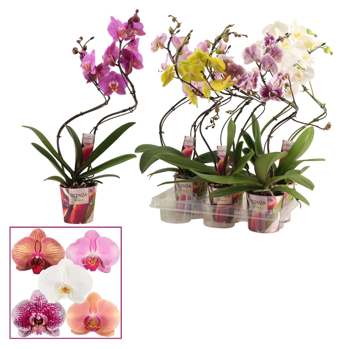 <h4>Phalaenopsis hurricane mix (Scenza)</h4>