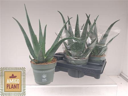 <h4>Aloe Vera</h4>