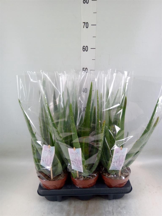 <h4>Aloe vera</h4>